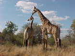 Crocodile Bridge Restcamp - Kruger Park