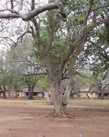 Satara Restcamp - Kruger Park