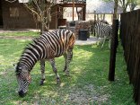 Marloth Park