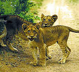 Royal Malewane