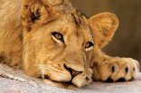 Djuma Game Reserve