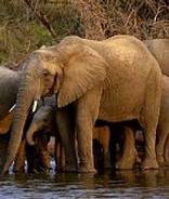 Self Drive Safari - Kruger Park
