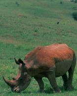 Self Drive Safari - Kruger Park
