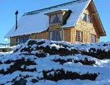 Lammergeier In Winter