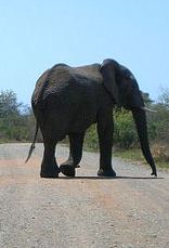 Kruger Park