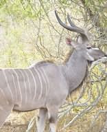 Kruger Park