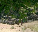 Kruger Park