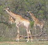 Kruger Park