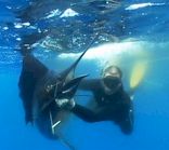Spearfishing