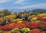 Cape Route 62