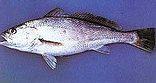 Fishing the South Western Cape