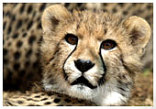 Cango Wildlife Ranch - Oudtshoorn