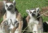 Cango Wildlife Ranch - Oudtshoorn