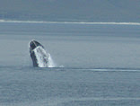 Gansbaai & Surrounds