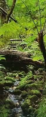 Garden Route Hiking Trails & Walks