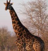 Bushmen / San Village Safari Lodge & Tented Camp