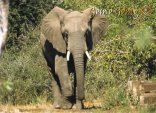 Gomo Gomo Game Lodge