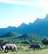 Moholoholo