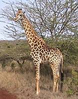 Hluhluwe-Imfolozi Park