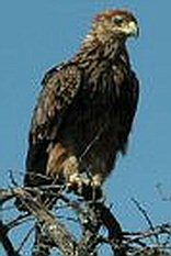 Hluhluwe-Imfolozi Game Reserve