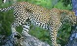 Hluhluwe-Imfolozi Game Reserve