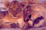 Hluhluwe-Imfolozi Game Reserve