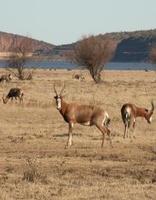 Camdeboo National Park