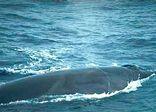 Cape Whale Route