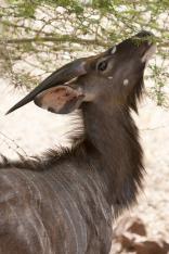 Zululand Safari Lodge