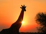 African Sunset