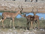 Kruger Park Wilderness Trails