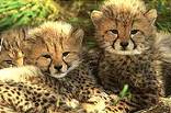 Kapama Game Reserve
