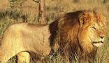 Kapama Game Reserve