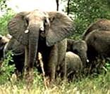 Kapama Game Reserve