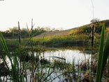 Kurisa Moya's habitats