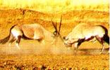 Kathu