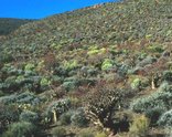 Succulent Karoo
