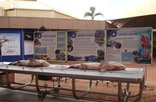 Natal Sharks Board