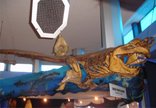 Natal Sharks Board