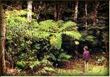 Knysna Indigenous Forest