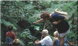 Knysna Indigenous Forest