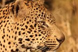 Leopard Mountain Game Lodge