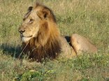 Leopard Mountain Game Lodge