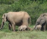 Addo Elephant Park
