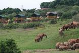 Addo Elephant Park