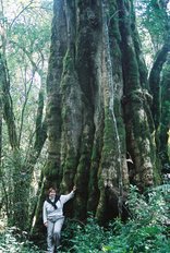 Kurisa Moya has enormous trees in the indigenous forest