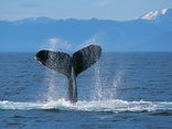 Whale Watching - June to November