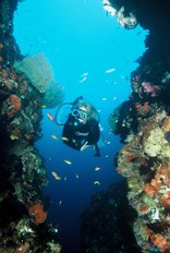 Diving 