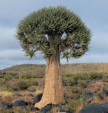 Loeriesfontein