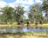 Wilderness Safaris